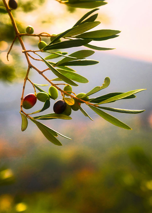 HB Boutique Apartment ad Arco, nel Garda Trentino per soggiorni esclusivi tra comfort e stile
