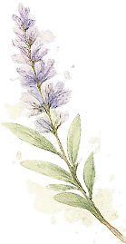 Decorazione floreale HB Boutique Apartment