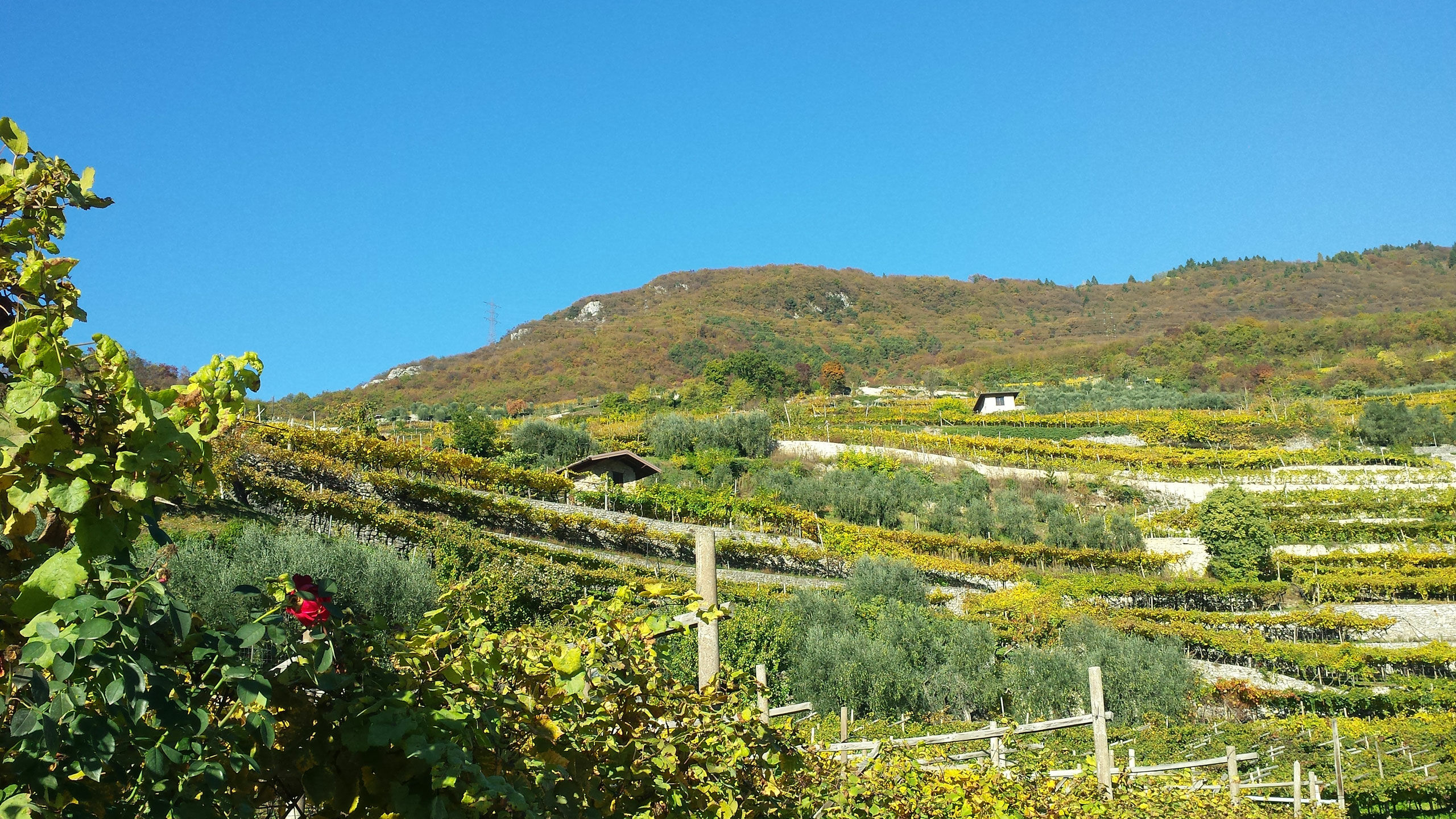 Cantine, frantoi e sapori del Garda Trentino: esperienze autentiche da vivere