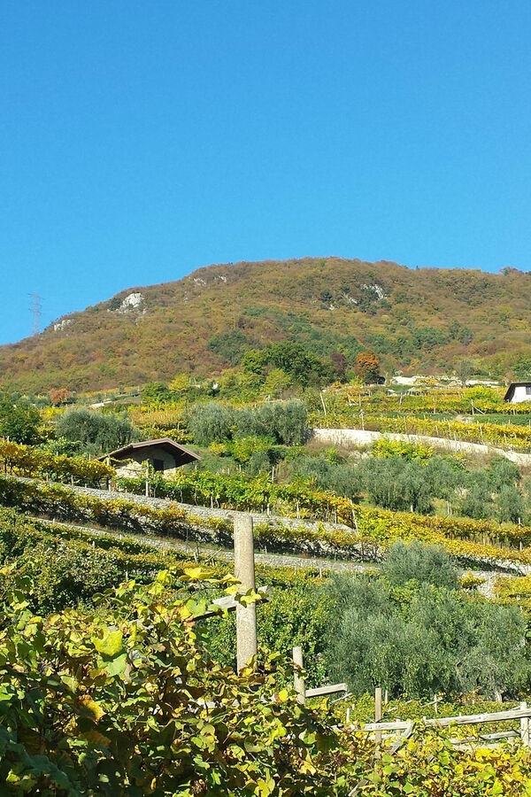 Cantine, frantoi e sapori del Garda Trentino: esperienze autentiche da vivere