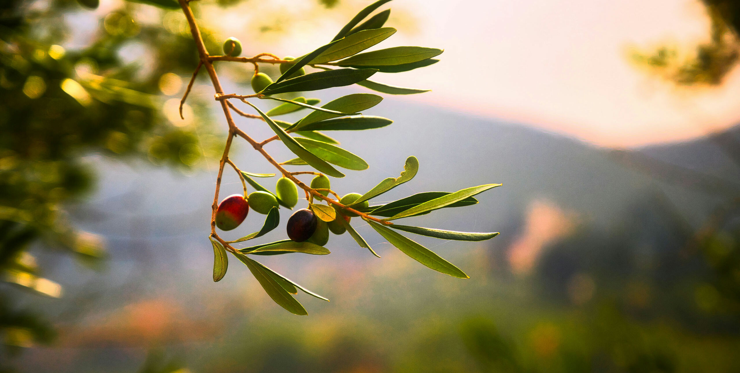 HB Boutique Apartment ad Arco, nel Garda Trentino per soggiorni esclusivi tra comfort e stile
